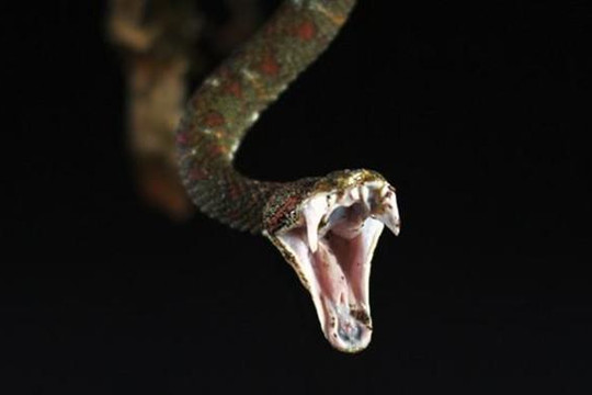Cận cảnh nhát cắn tử thần của loài rắn mắt xanh cực độc