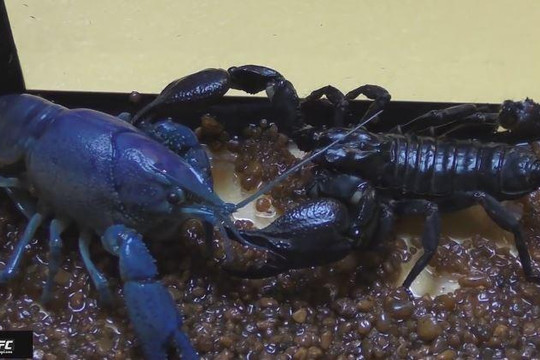 Cận cảnh trận kịch chiến giữa tôm hùm xanh và bọ cạp đen