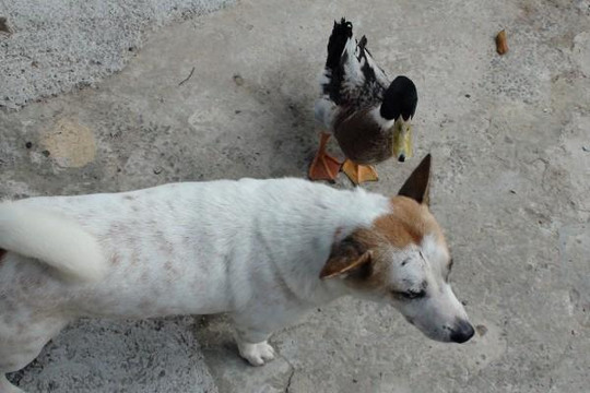 Tình bạn kỳ lạ của chó và vịt trên đỉnh Thiên Cấm Sơn