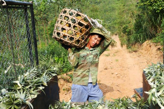 Nghệ An: Người trồng dứa 'méo mặt' vì giá bán quá rẻ