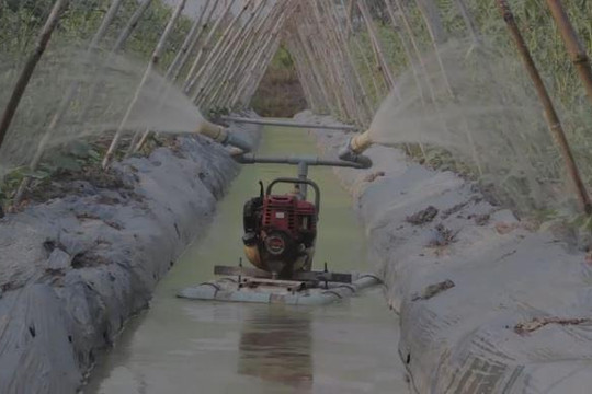 Máy tưới rau tự động bằng ống nước của nông dân miền Tây
