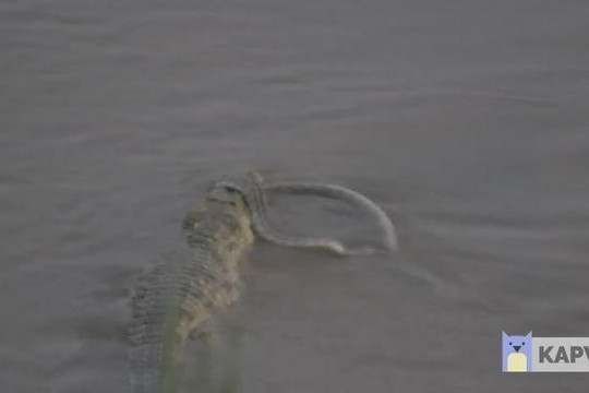 Liều lĩnh bơi vào lãnh địa cá sấu, trăn 'khủng' nhận cái kết đau đớn