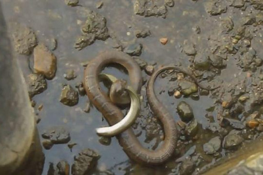 Bị rắn cắn chặt thân mình, lươn trốn thoát ngoạn mục nhờ kiên trì