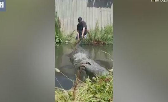 Liều lĩnh chọc cá sấu khổng lồ, nam thanh niên bị rượt chạy trối chết
