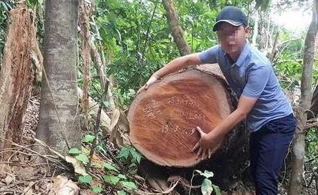 Bắt giam 2 người chặt phá rừng gỗ quý tại Quảng Bình