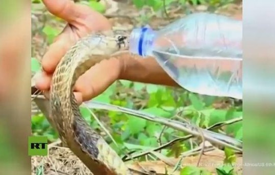Rùng mình cảnh người đàn ông đút nước cho rắn hổ mang