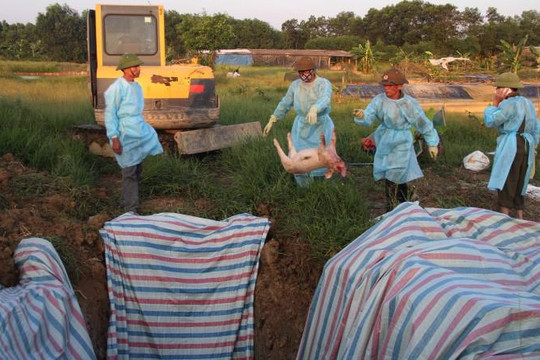Phát hiện ổ dịch tả lợn châu Phi tại Hà Tĩnh