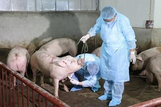 Ban Bí thư yêu cầu cả hệ thống chính trị vào cuộc chống dịch tả lợn