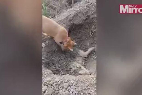 Chú chó hoang dùng mũi đào hố chôn đồng loại chết vì tai nạn