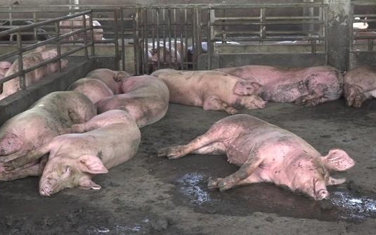 ‘Thủ phủ’ miền Tây Nam Bộ đã bị bệnh tả lợn châu Phi tấn công