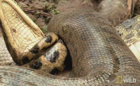 Rùng mình cảnh trăn Anaconda truy đuổi và siết chết cá sấu dưới đầm lầy