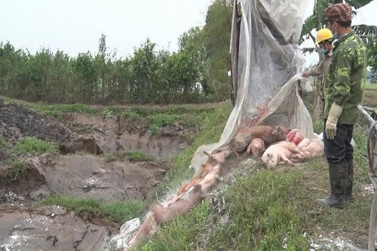 Việt Nam thiệt hại khoảng 3.600 tỉ đồng vì dịch tả lợn châu Phi