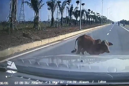Clip ô tô chạy 80 km/h tông chết con bò qua đường, tài xế đền 4 triệu: Đúng hay sai?