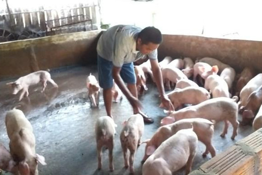 Cà Mau: Phát hiện ổ dịch tả lợn châu Phi thứ 4 