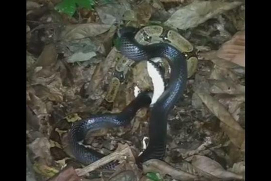 Kịch chiến với rắn Musurana, trăn Nam Mỹ nhận cái kết đau đớn