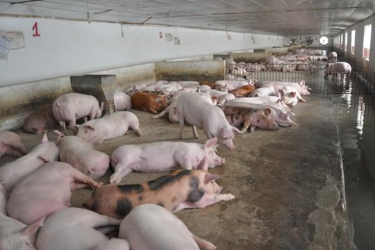 TP.HCM: Hơn 160 con heo bị tiêu hủy do mắc dịch tả lợn châu Phi