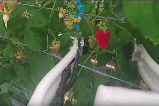 Robot thu hoạch trái cây cực kỳ điêu luyện có thể thế chỗ con người 