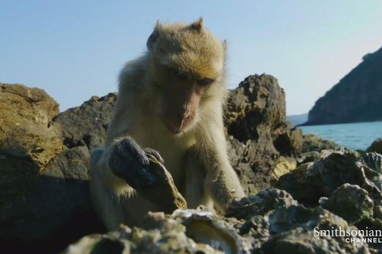Clip khỉ thông minh dùng đá đập vỏ để ăn hàu