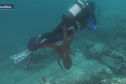 Clip bạch tuộc khổng lồ tấn công thợ lặn dưới đáy biển