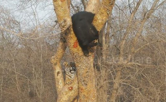 Liều lĩnh leo lên cây 'hù dọa' gấu đen, hổ nhận thất bại ê chề
