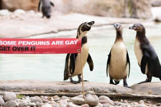 Diễu hành tự hào đồng tính dành cho... chim cánh cụt