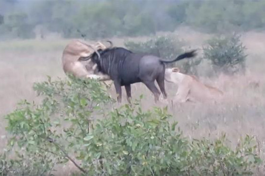 Bị 2 con sư tử cắn xé quyết liệt, trâu rừng phản đòn húc thủng bụng đối thủ