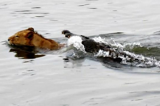 Liều lĩnh bơi qua lãnh địa của cá sấu, sư tử đực suýt mất mạng 