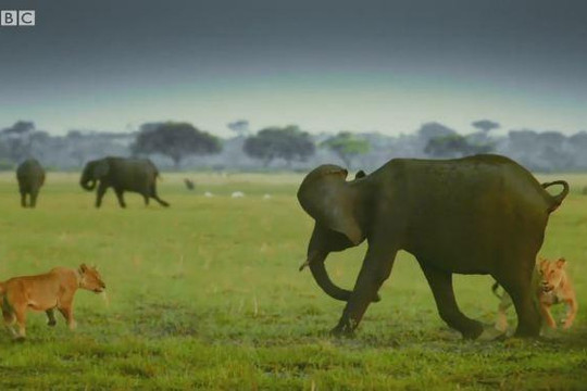 Voi châu Phi một mình chiến đấu với bầy sư tử để bảo vệ con non