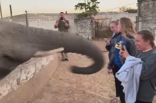 Dùng điện thoại chụp ảnh voi, cô gái bị đánh mạnh vào mặt