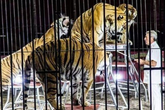 Nghệ sĩ xiếc thú bị 4 con hổ vồ chết trước giờ biểu diễn 