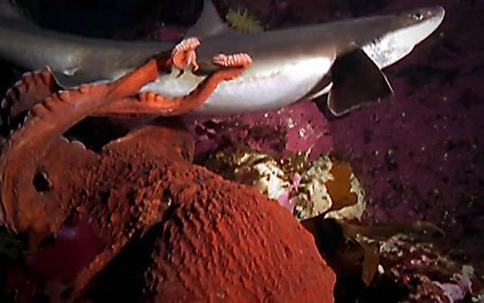 Kinh ngạc cảnh bạch tuộc khổng lồ giết chết cá mập