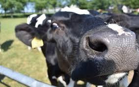 39 loài vi khuẩn đường ruột ở bò quyết định hương vị của sữa 