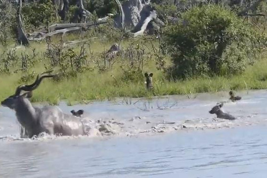 Trận kịch chiến giữa linh dương Kudu và bầy chó hoang dưới hồ nước