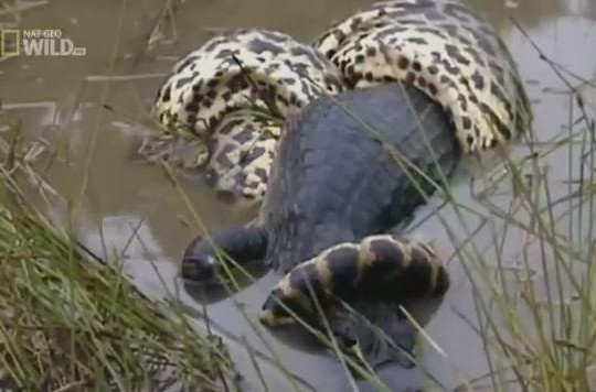 Mải đuổi theo con mồi, cá sấu caiman bị trăn khổng lồ nuốt chửng