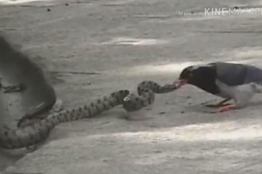 Liều lĩnh ăn thịt chim non, rắn bị chim mẹ mổ vào đầu đến chết