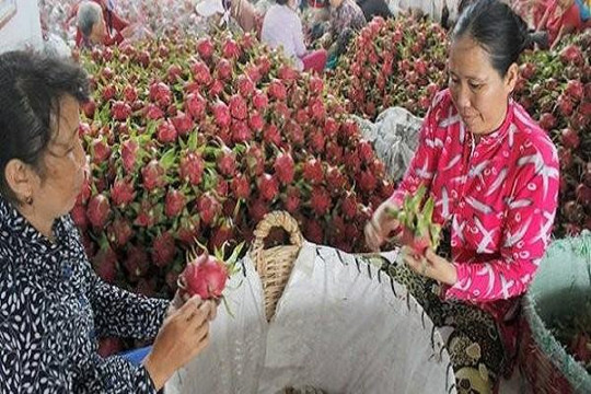 Thanh long Bình Thuận được giá, người trồng phấn khởi