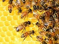 Úc phát triển loại vắc xin mới chống dị ứng nọc ong