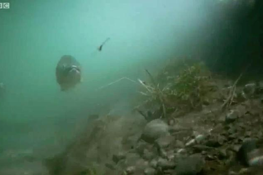 Cận cảnh cá hồi khổng lồ săn chuột nhắt trên sông New Zealand