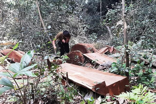 Quảng Bình: Thuê hàng chục người cõng gỗ bị lâm tặc chặt hạ ra khỏi rừng