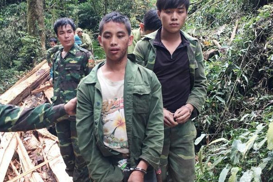 Phạt tù 2 người Lào vượt rừng sang Nghệ An khai thác gỗ trái phép