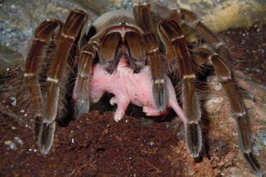 Kinh hãi loài nhện to như mặt người, có thể ăn thịt cả chim