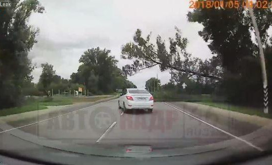 Tài xế ô tô đánh lái nhanh như chớp tránh cây đổ xuống đường