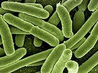 Dùng vi khuẩn E.coli  làm keo dán chữa lành vết thương ruột