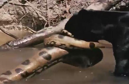 Báo đen kịch chiến với trăn Anaconda dưới nước và cái kết bất ngờ