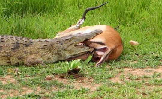 Bị cá sấu cắn chặt trong hàm, linh dương phản đòn thoát chết ngoạn mục