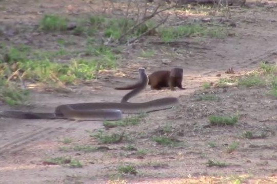 Kịch chiến với rắn mamba đen cực độc, cầy mangut nhận thất bại thảm hại