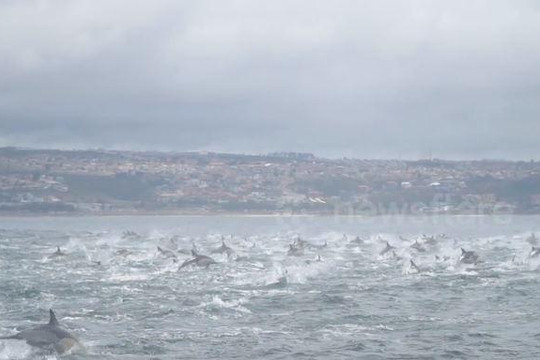 Kinh ngạc cảnh hàng ngàn con cá heo chạy trốn đàn cá voi sát thủ