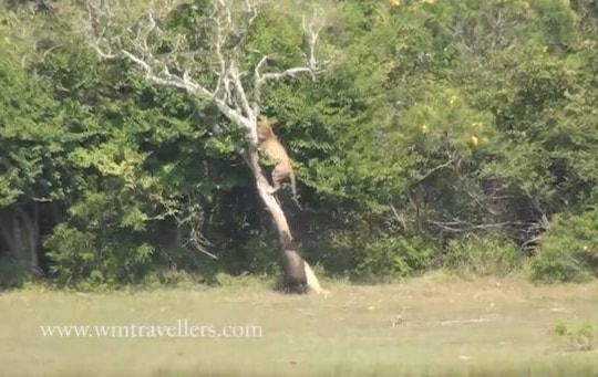 Bị lợn bướu truy đuổi, báo hoa mai trèo lên cây lánh nạn