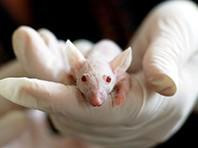 Thuốc chữa bệnh thần kinh có hiệu quả khác nhau ở chuột và người