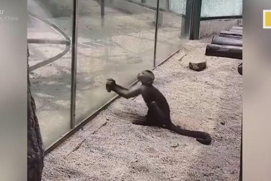 Khỉ đầu trắng thông minh dùng đá đập vỡ kính để tẩu thoát